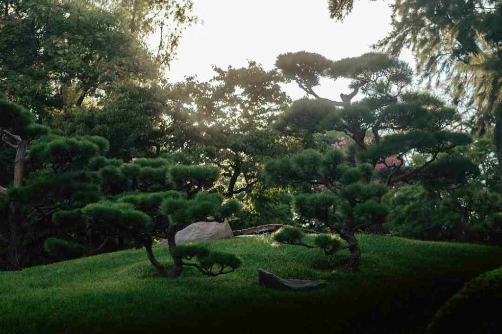 haiku poetry essential guide