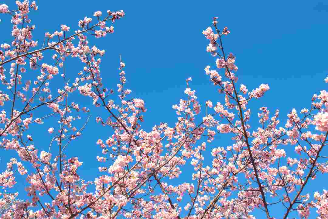 haiku poetry concepts